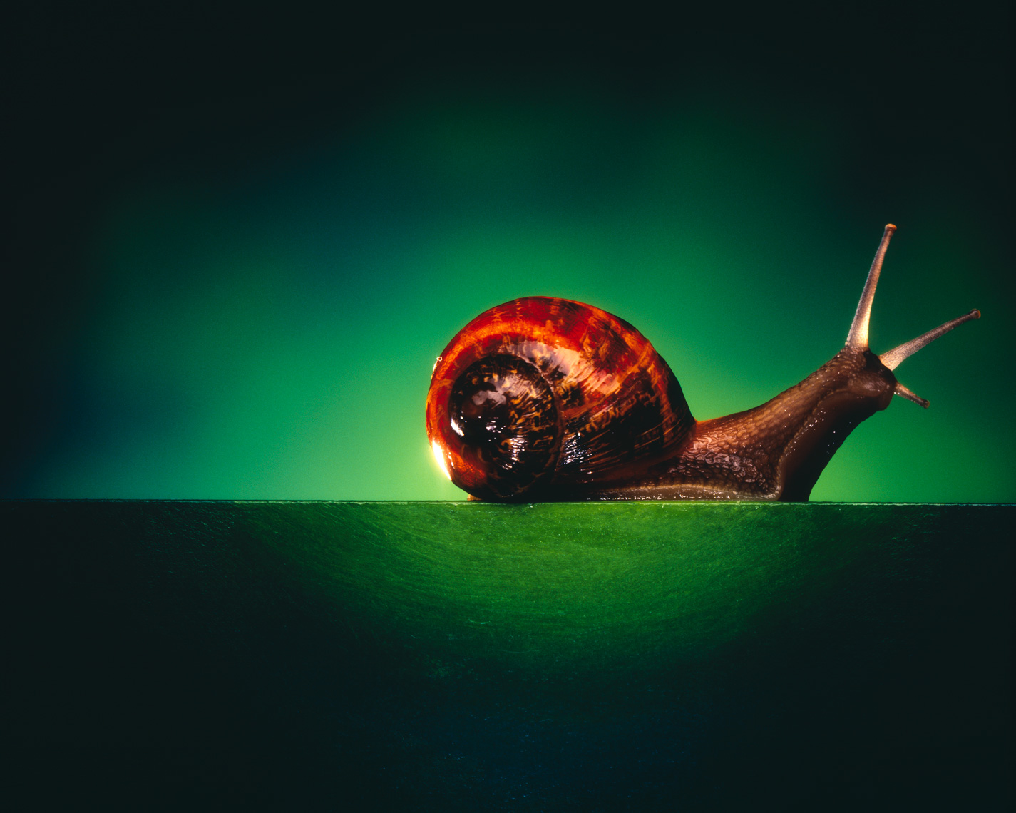 Mercedes Snail